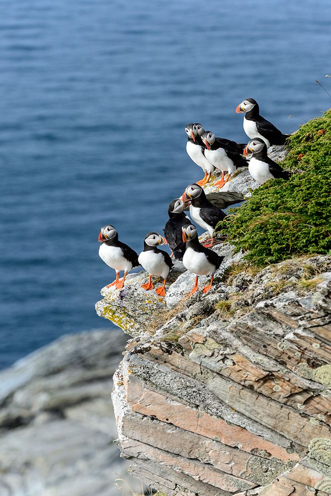 Norway-Finnmark-Loppa. Atlantic Puffin at their nesting cliffs.